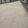 KoMex® jaune Haarlem